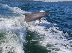 dolphin